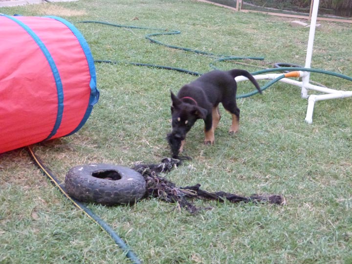 chinook dog
